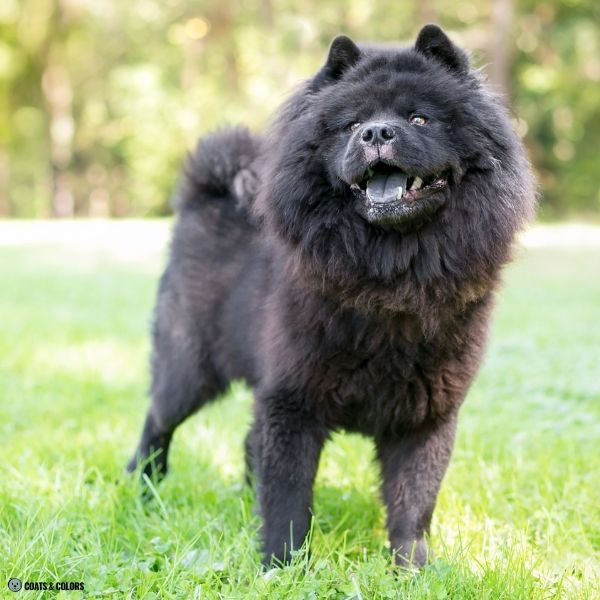 Chow Chow Color Chart solid dominant black