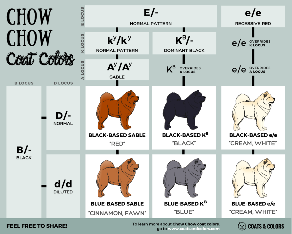 Chow Chow Colors breed standard coat colors summary