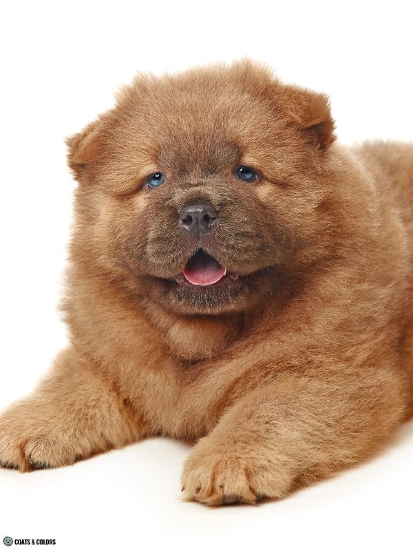 Chow Chow coat colors cinnamon puppy