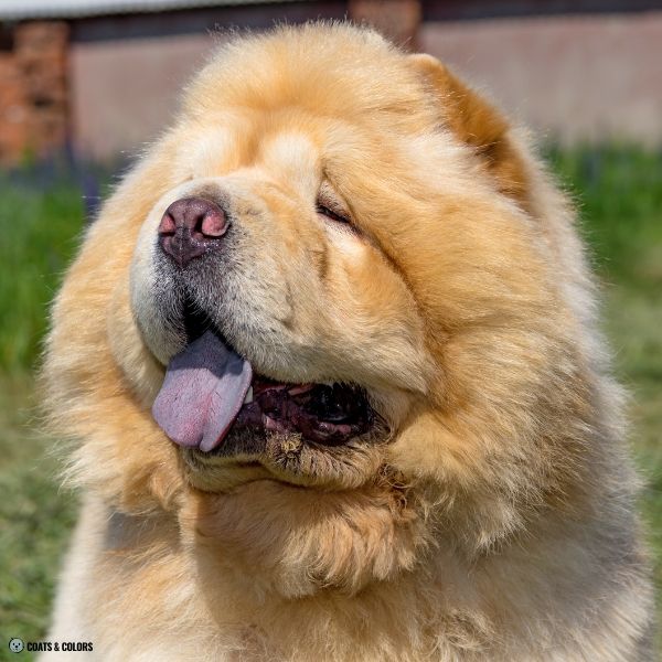Chow Chow coat colors cream nose color