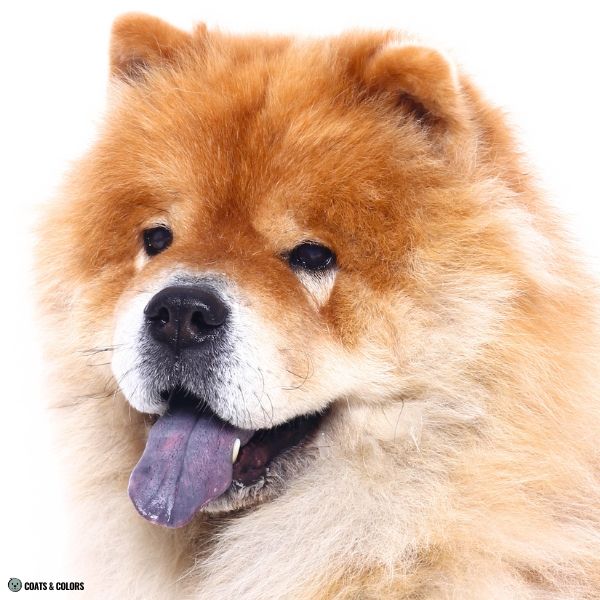 Chow Chow coat colors dark brown eyes
