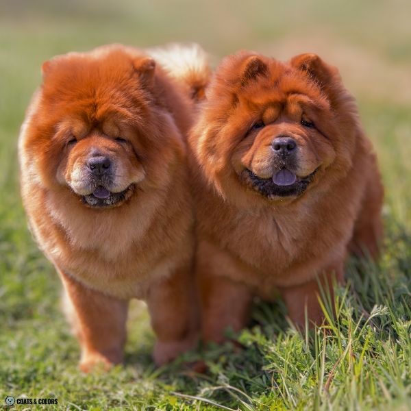 Chow Chow coat colors dark red