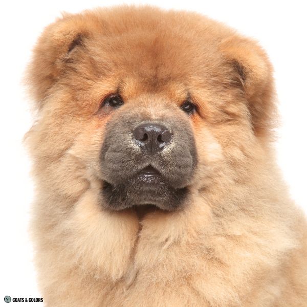 Chow Chow coat colors fawn nose