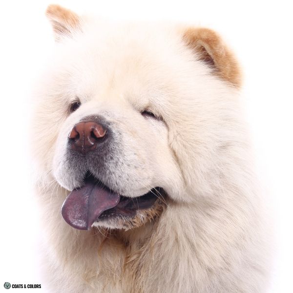 Chow Chow coat colors pink nose
