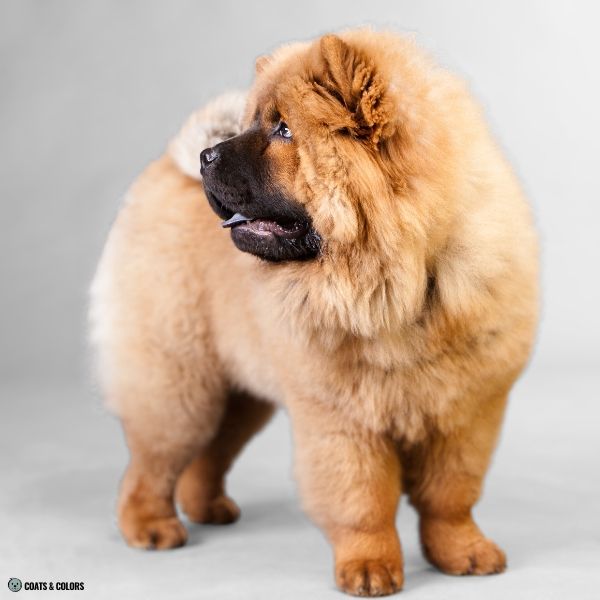Chow Chow coat colors red masked