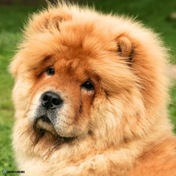 Chow Chow coat colors red nose