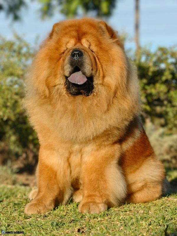 Chow Chow coat colors reds 1
