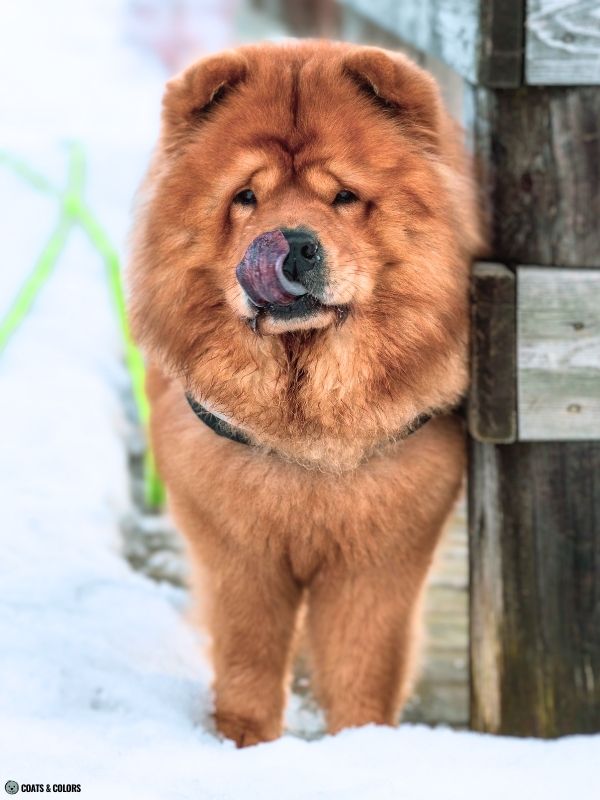 Chow Chow coat colors reds 4