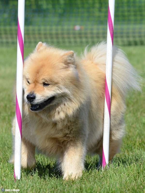 Chow Chow coat colors reds 6