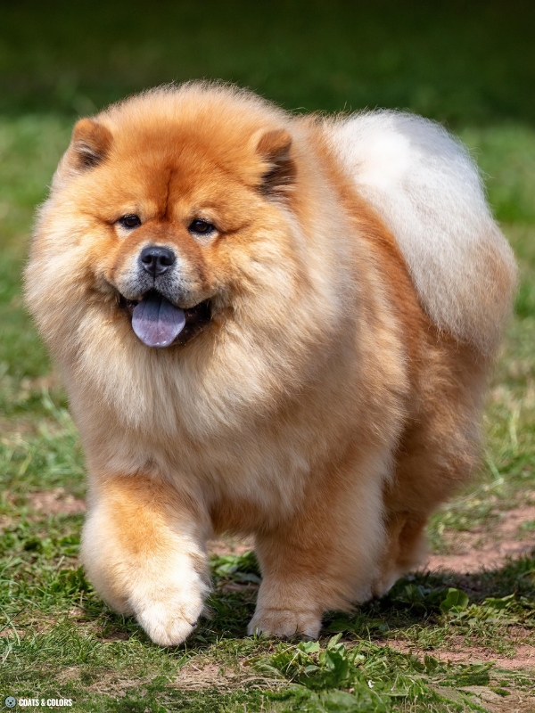 Chow Chow coat colors reds 8