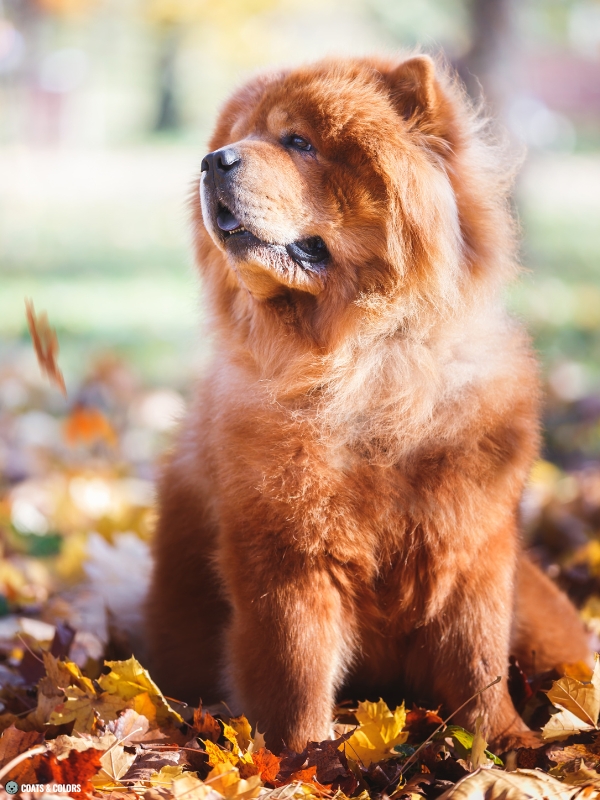 Chow Chow coat colors reds 9