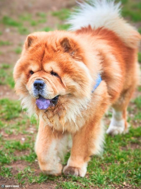 Chow Chow coat colors reds