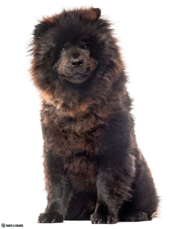 Chow Chow coat colors rusted black