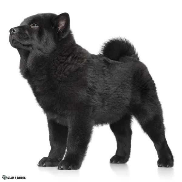 Chow Chow coat colors smooth coat
