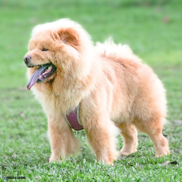 Cream Chow Chow example 1