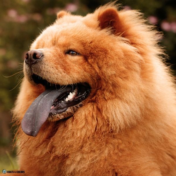 Cream Chow Chow example 3