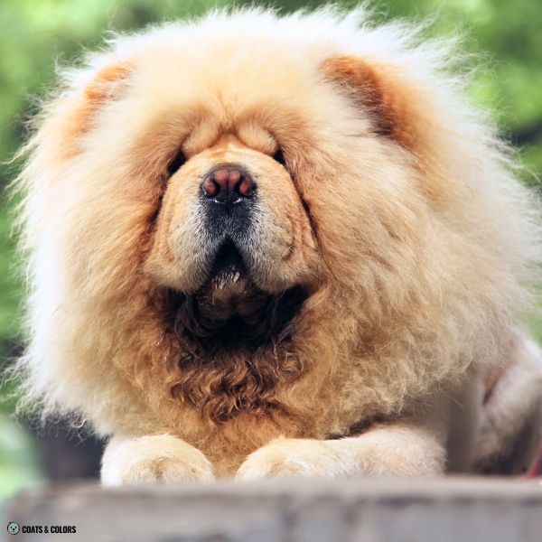 Cream Chow Chow example 6