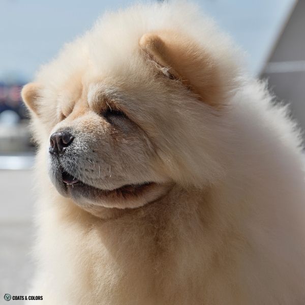 Cream Chow Chow coat colors blue based