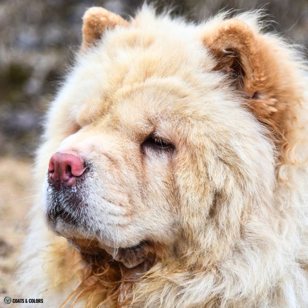 Cream Chow Chow nose color pink
