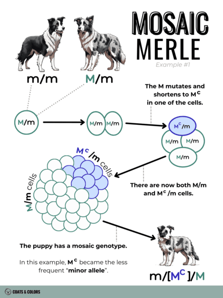 Merle Mosaic Minor Allele
