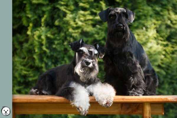 Miniature Schnauzer Coat Colors 900x600 1