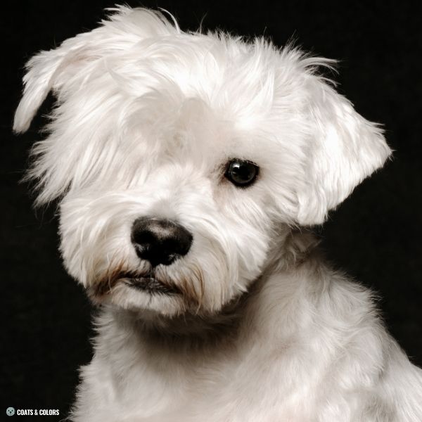 Miniature Schnauzer black nose white dog