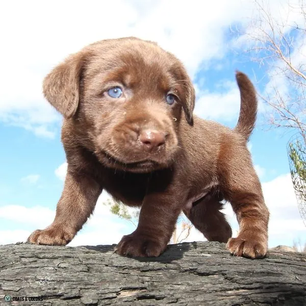 Puppy Blue Eyes 1