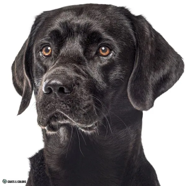 Puppy Blue Eyes black based Lab eye color