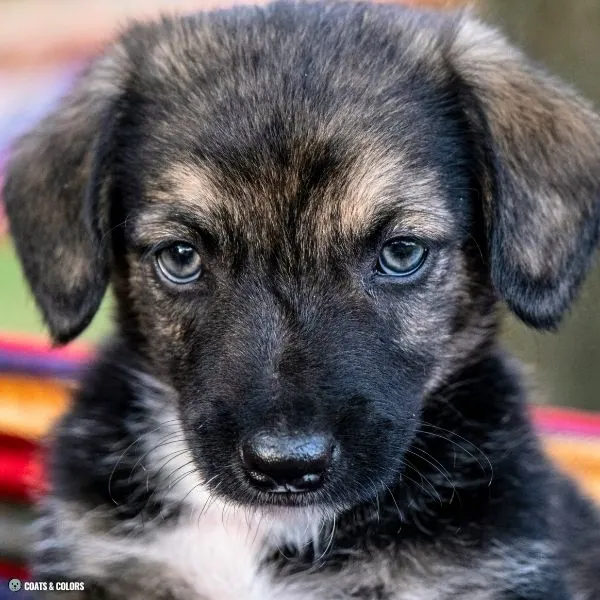 Puppy Blue Eyes black based puppy 2