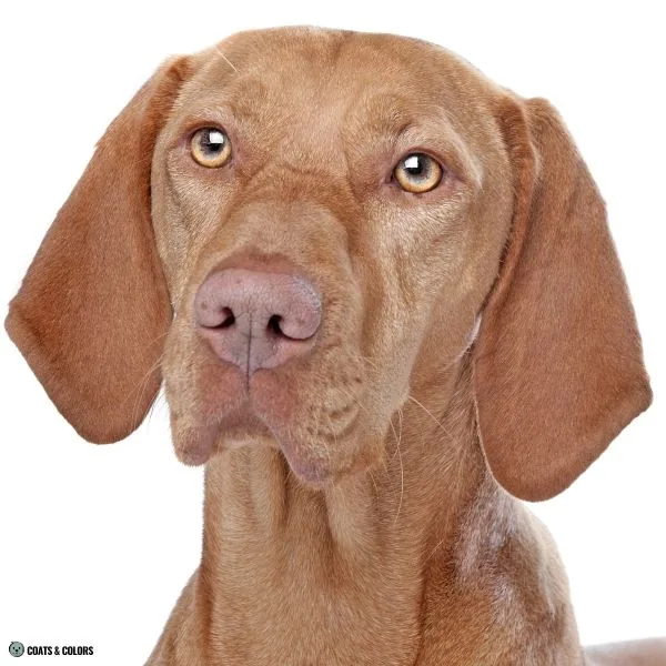Puppy Blue Eyes brown based Vizsla eye color