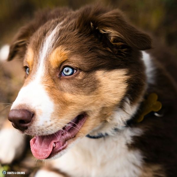 Puppy Blue Eyes brown based puppy Aussie