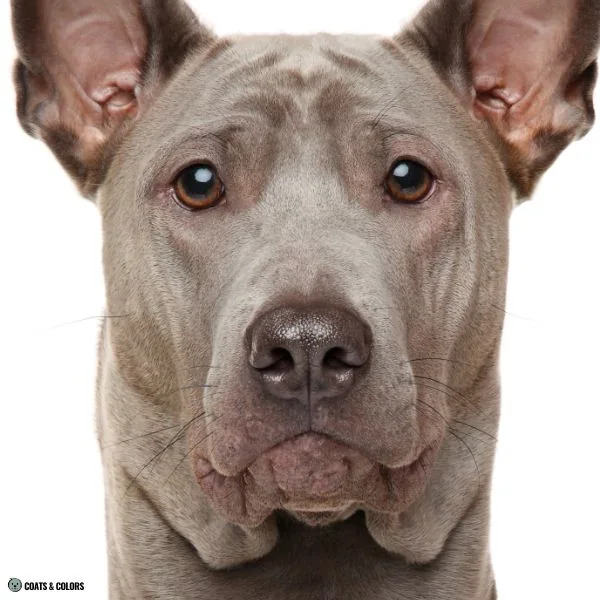 Puppy Blue Eyes coat color blue based brown eye