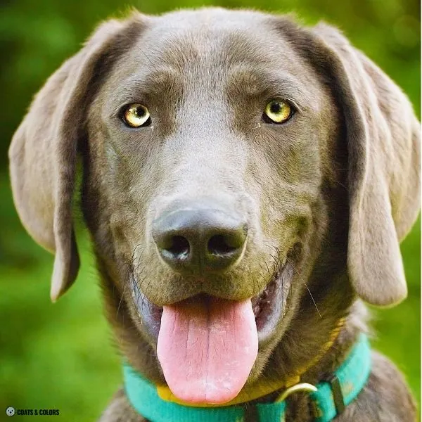 Puppy Blue Eyes coat color blue based green eyes