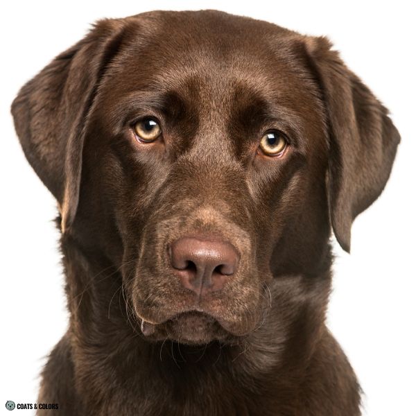 Puppy Blue Eyes coat color brown based amber eyes Labrador