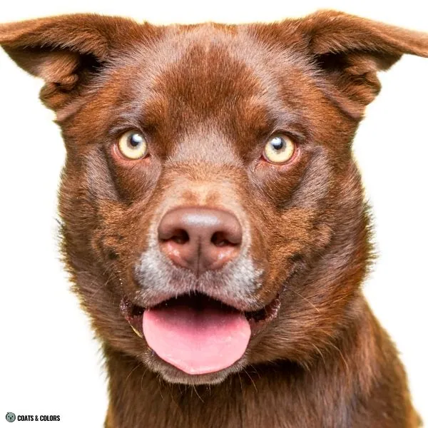 Puppy Blue Eyes coat color brown based green eyes