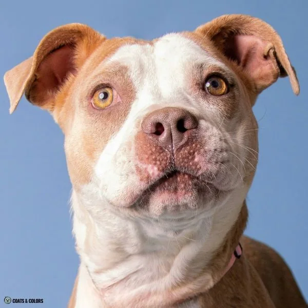 Puppy Blue Eyes coat color lilac based yellow eyes