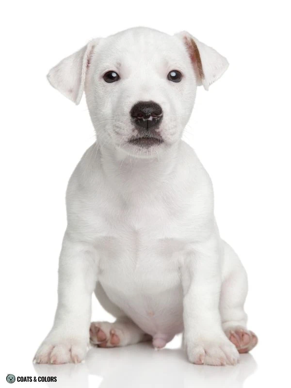 Puppy Blue Eyes coat color no pigment