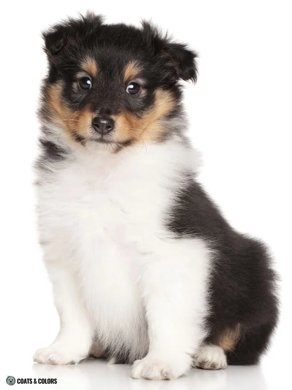 Puppy Blue Eyes coat color phaeomelanin and eumelanin black