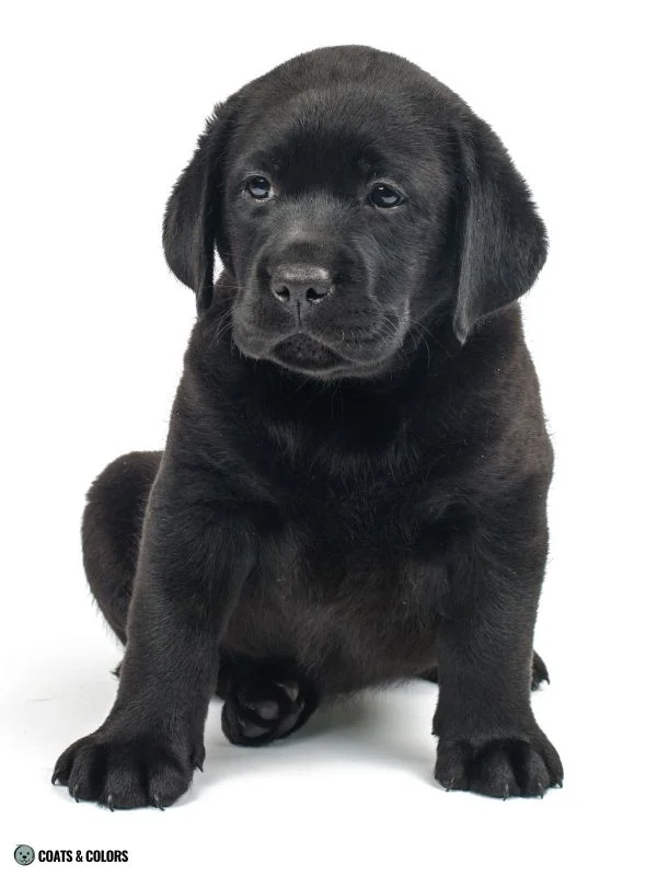 Puppy Blue Eyes coat color solid eumelanin black