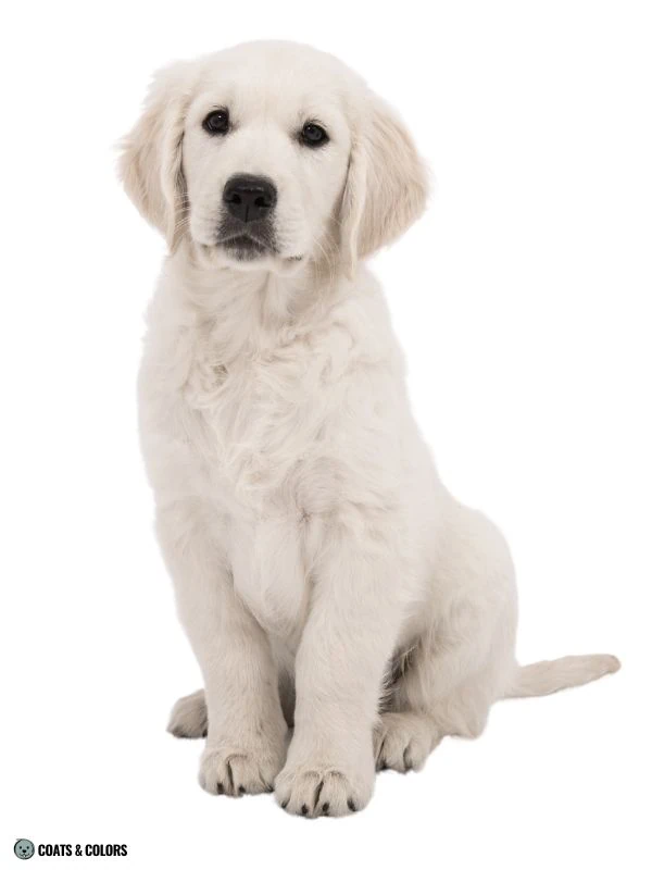 Puppy Blue Eyes coat color solid phaemelain light
