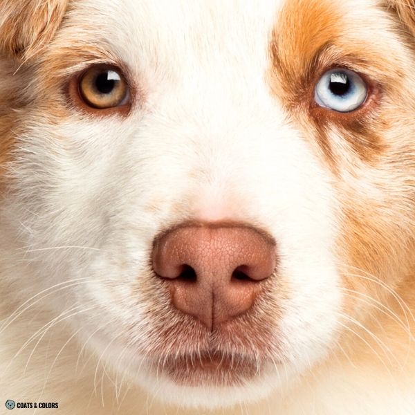 Puppy Blue Eyes heterochromia merle puppy