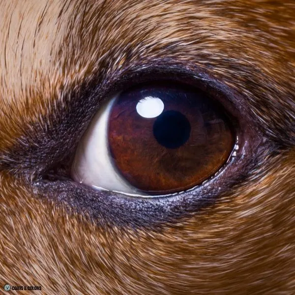 Puppy Blue Eyes iris close up