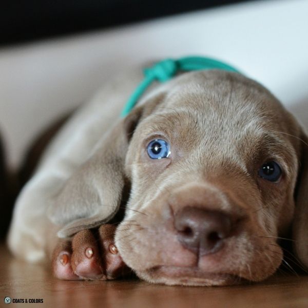 Puppy Blue Eyes lilac based puppy Weimaraner