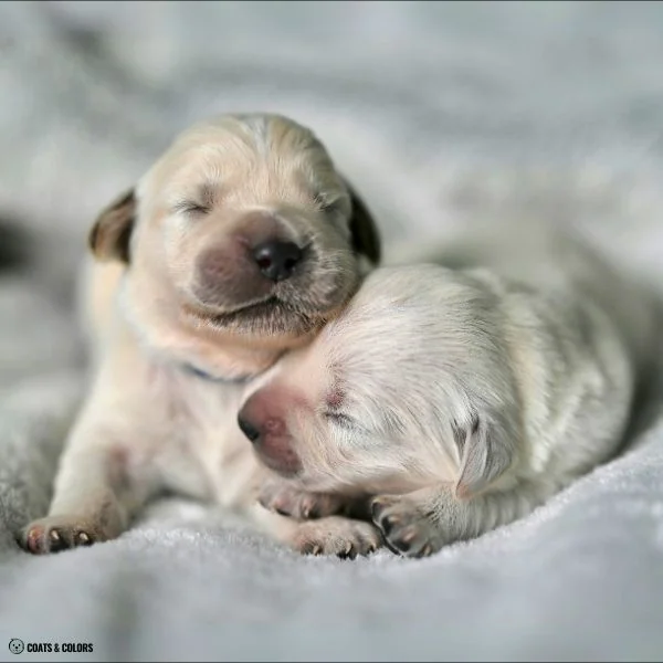Puppy Eye Color Change very young puppies eyes closed