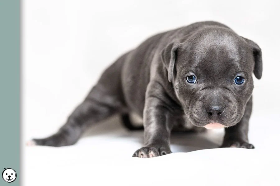 Puppy Eye Colors 900x600 1