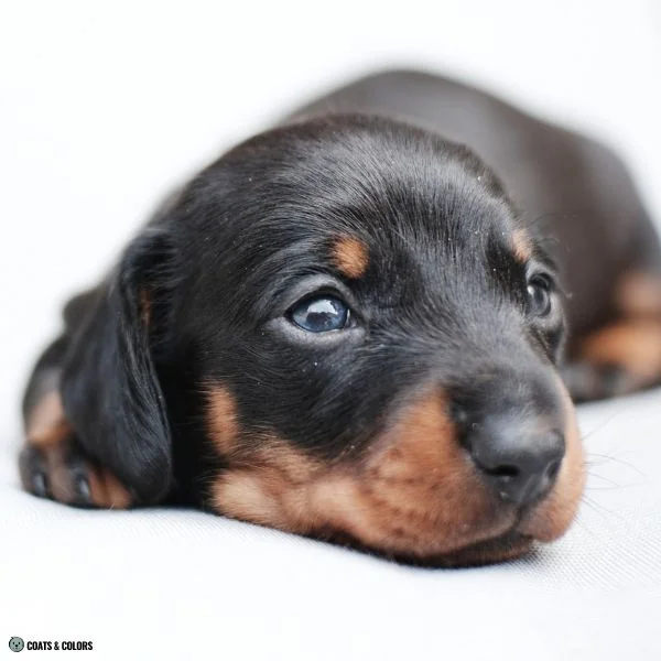 Puppy Eye Colors black based 1