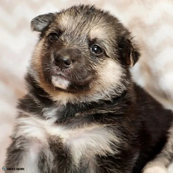 Puppy Eye Colors black based 5