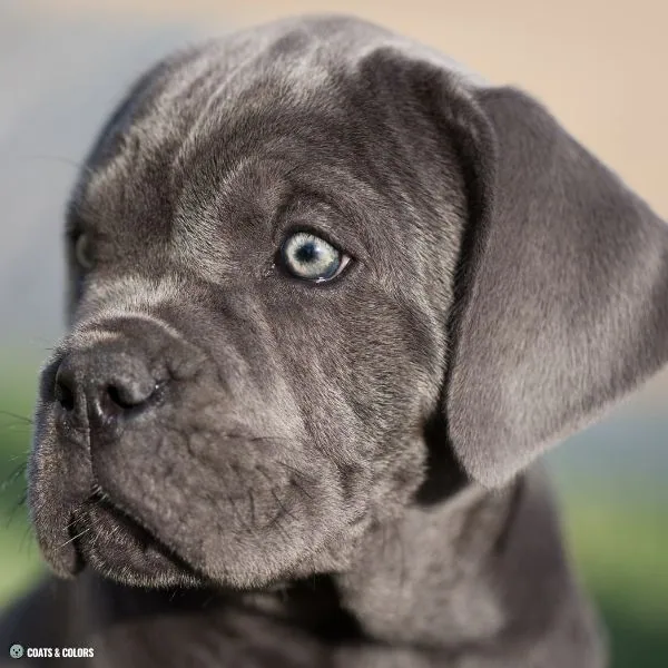 Puppy eye color blue based 2