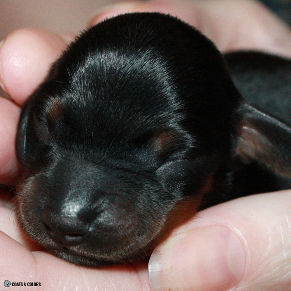 Real Tan Points Dachshund puppy