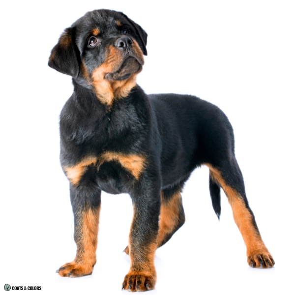 Real Tan Points Rottweiler puppy